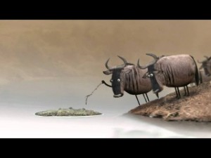 Антилопа гну / Wildebeest